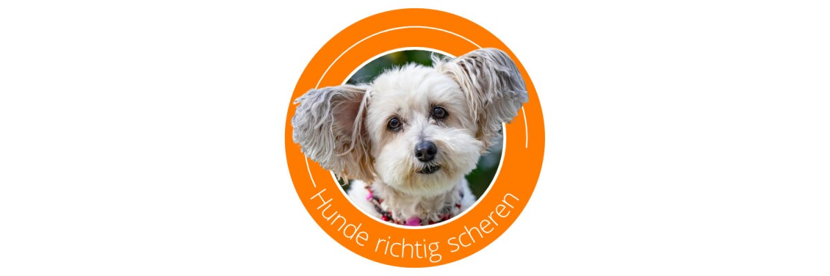 Hunde selber scheren - Ein Leitfaden - Hunde selber scheren - Unser Leitfaden für die Fellpflege