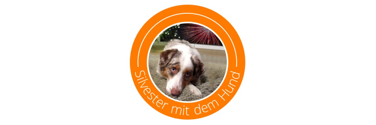 Silvester mit dem Hund erleben – Tipps und Tricks gegen die Angst des geliebten Vierbeiners - Silvester mit dem Hund - Tipps &amp;amp; Tricks gegen die Angst | medplus