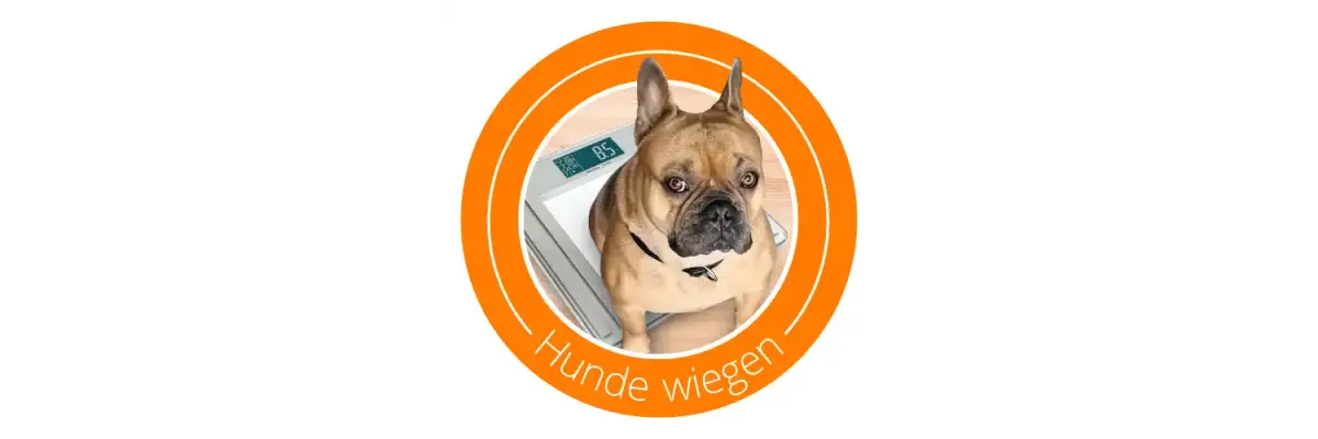 Auf die Hundewaage, fertig, los! - Wie Sie Ihren Hund wiegen und was sein Idealgewicht ist - Wie Sie Ihren Hund wiegen &amp;amp; was sein Idealgewicht ist