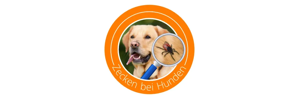 Zecken bei Hunden, was tun? – Hilfe für die Zeckensaison - Zecken bei Hunden, was tun? » So schützen Sie Ihren Hund