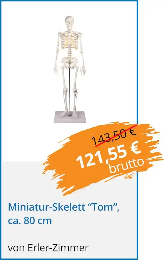 Miniatur-Skelett “Tom“, ca. 80 cm