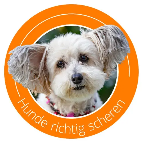 Icons-Hunde-scheren.webp